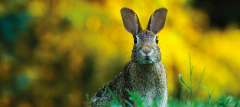 No more rabbits in the headlights